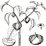 Physalis Philadelphica Lam. Var. Immaculata Waterf. Otu
